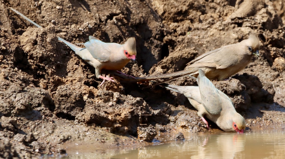 アカガオネズミドリ - ML644574203