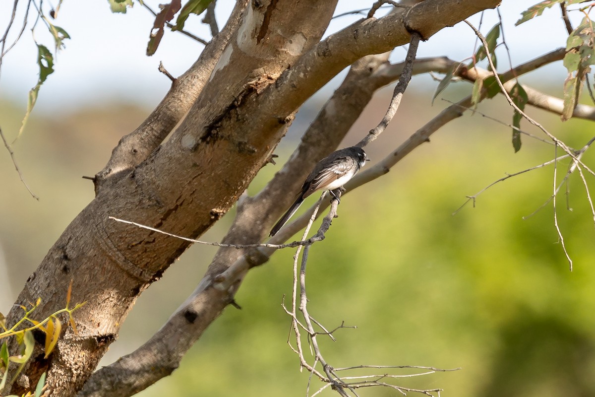 gråviftestjert - ML644574204