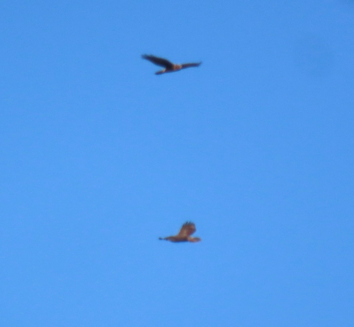 rødstjertvåk - ML644574206