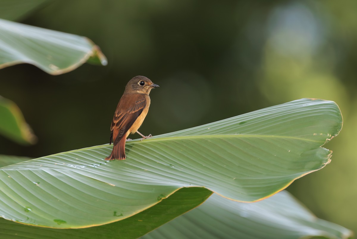 rustfluesnapper - ML644574207