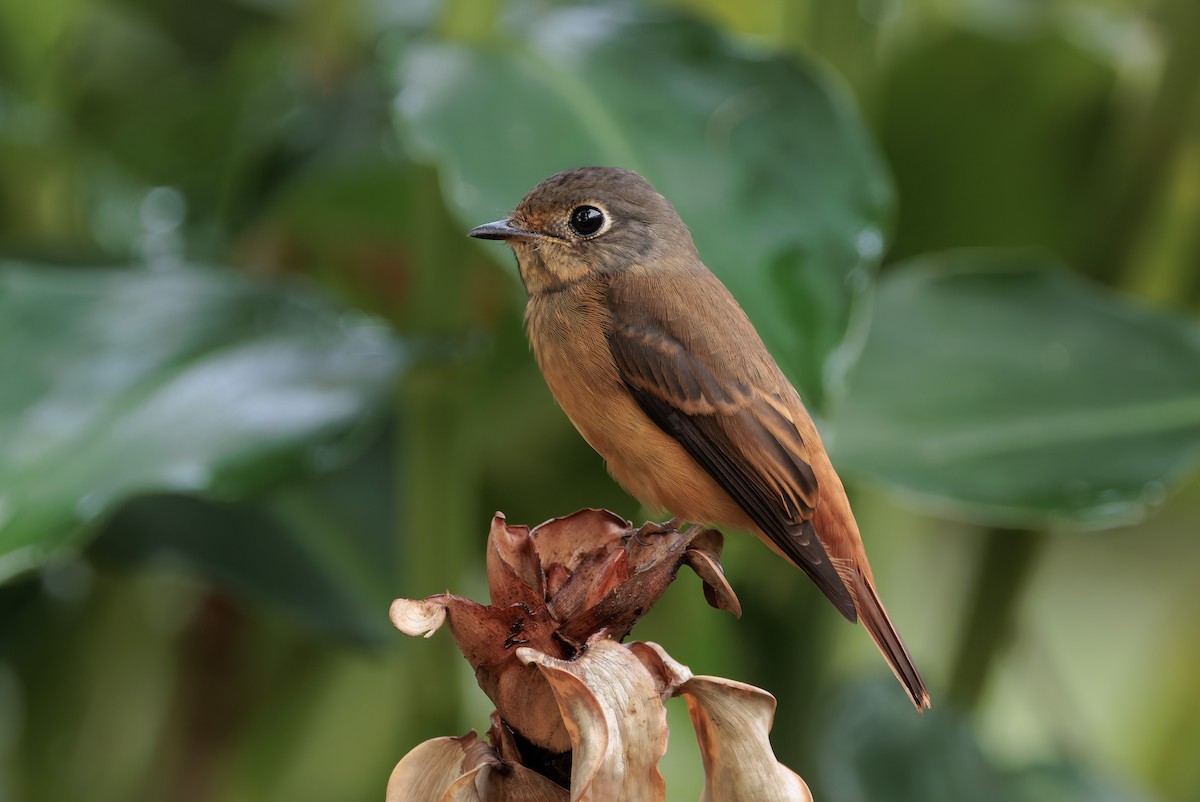 rustfluesnapper - ML644574208