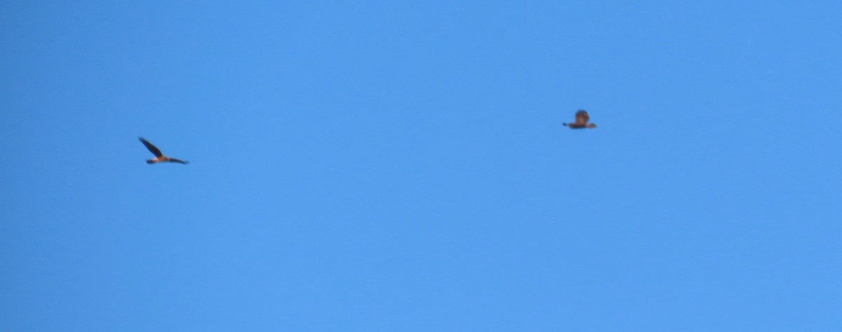 rødstjertvåk - ML644574209