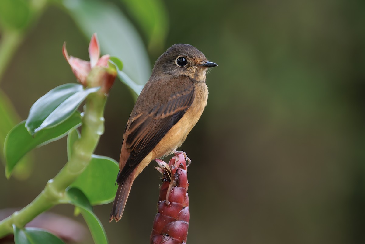 rustfluesnapper - ML644574210