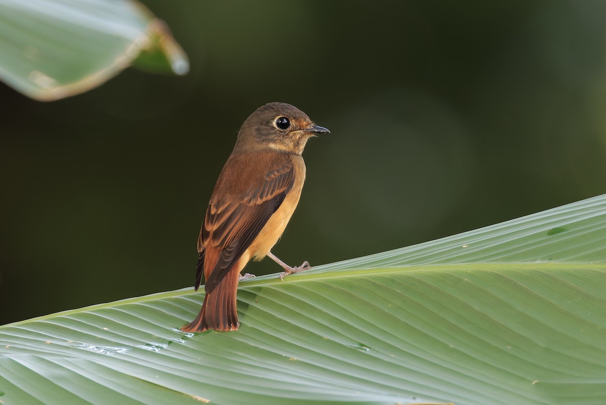 rustfluesnapper - ML644574211