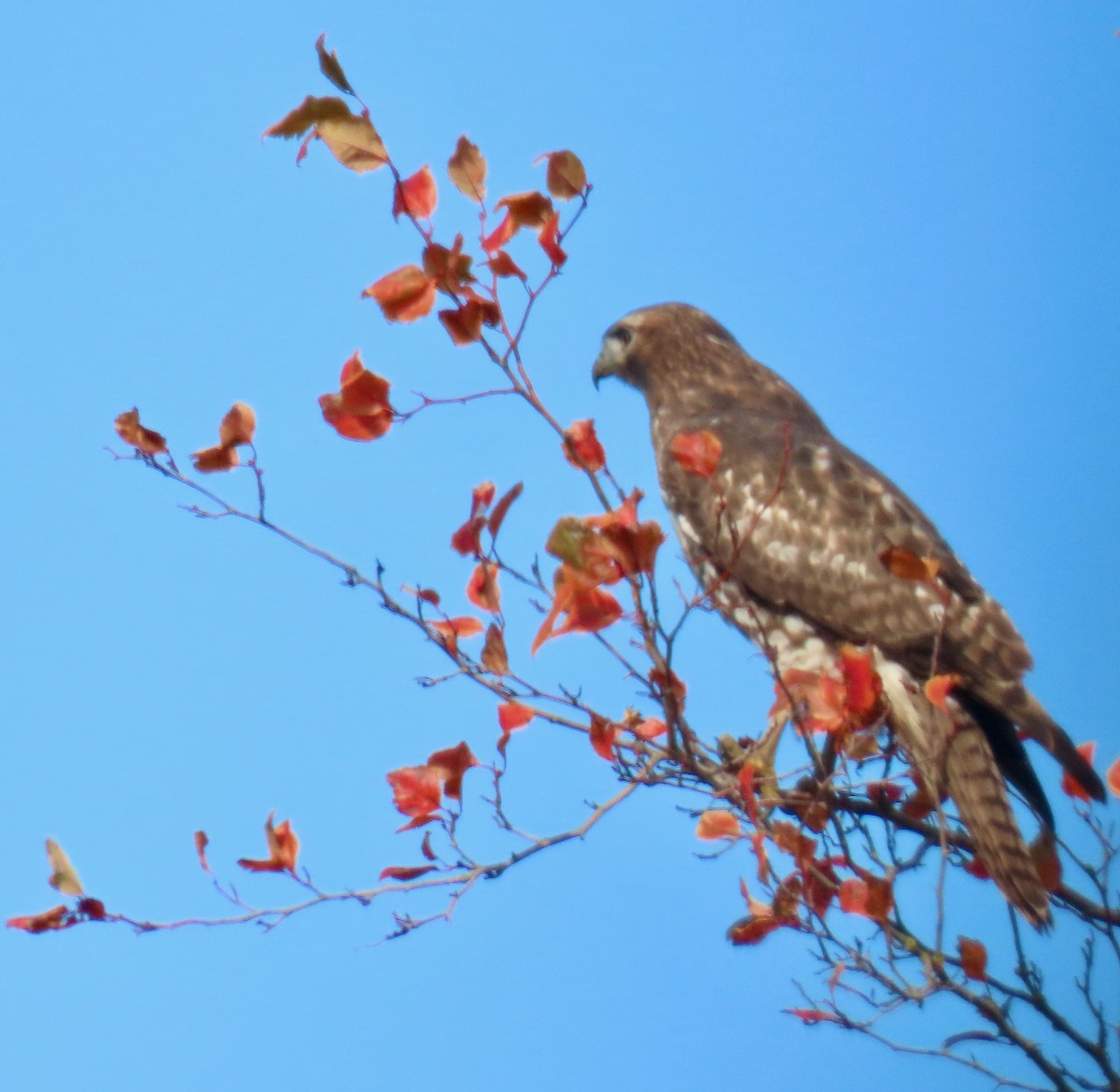 rødstjertvåk - ML644574212