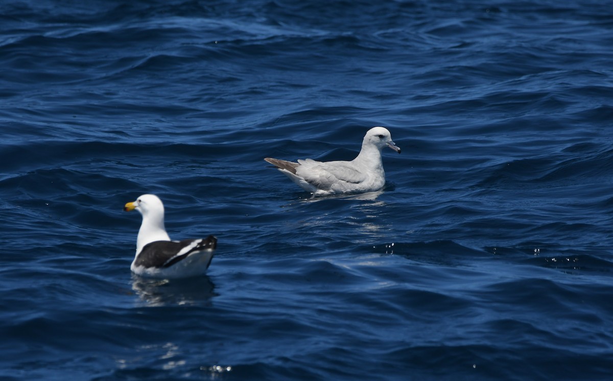 Southern Fulmar - ML644574213