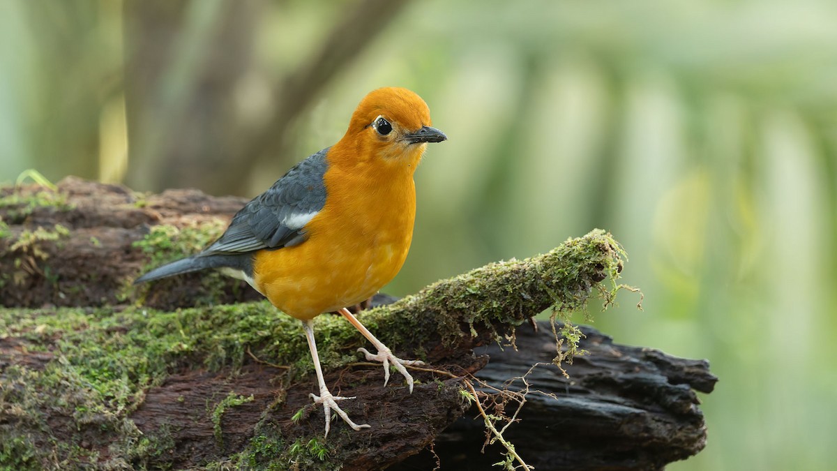 ravtrost - ML644574214