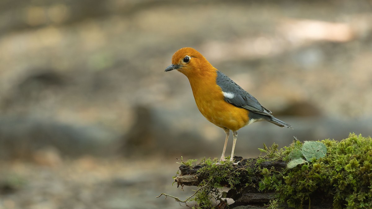 ravtrost - ML644574215