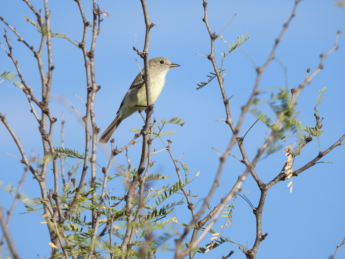 gråempid - ML644574216