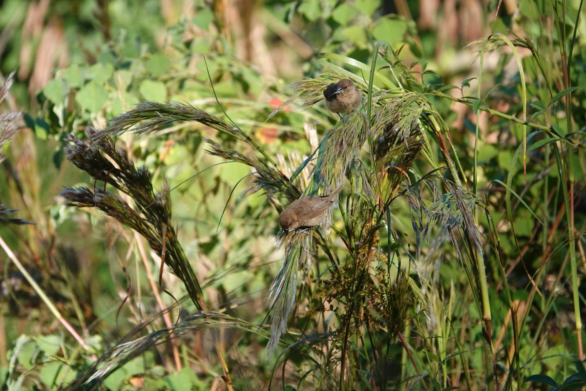 muskatnonne - ML644574217