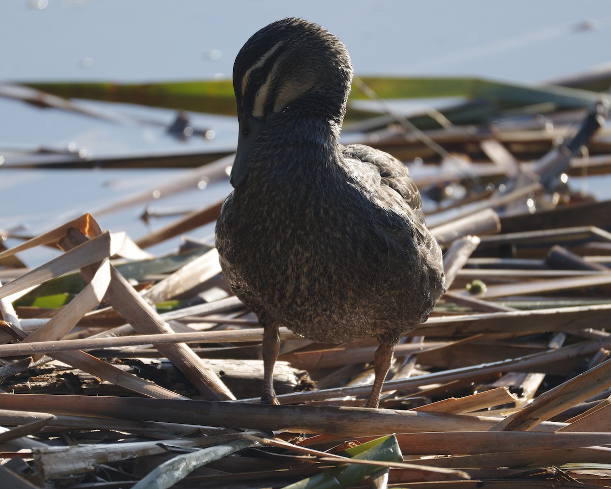 stripeand - ML644574219