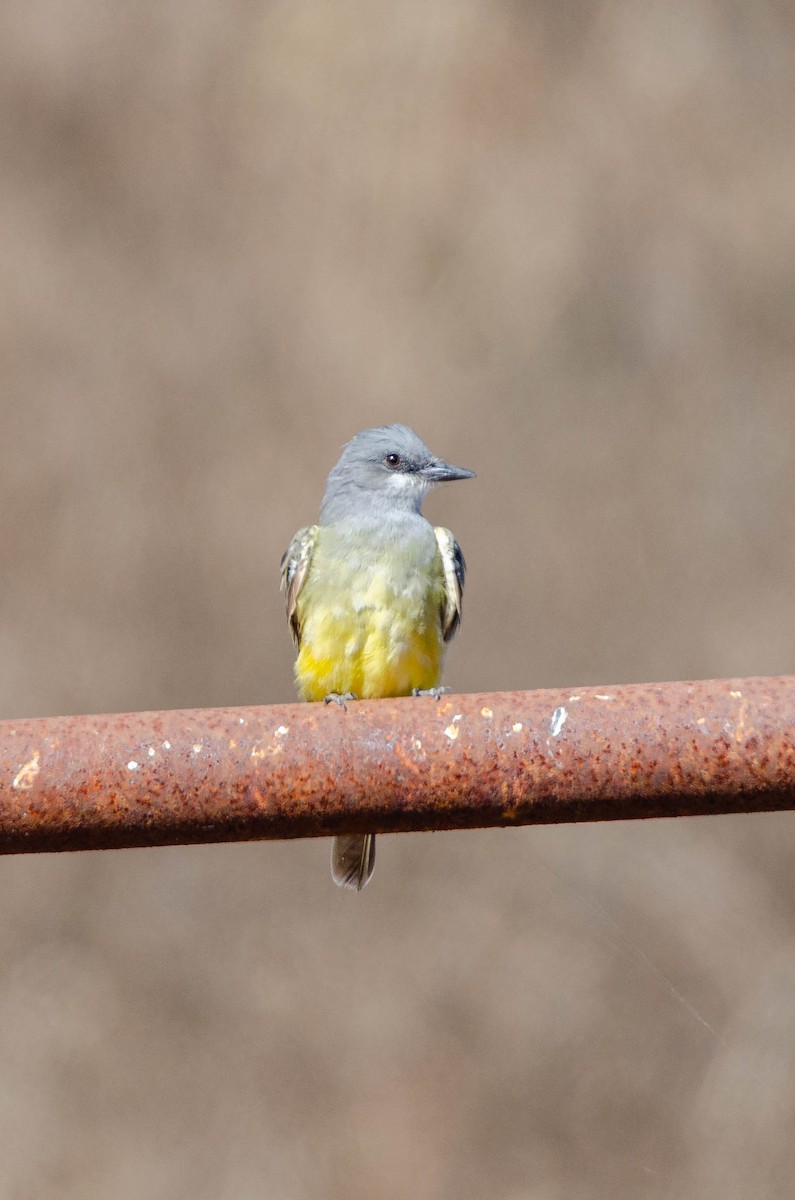 vestkongetyrann - ML644574220