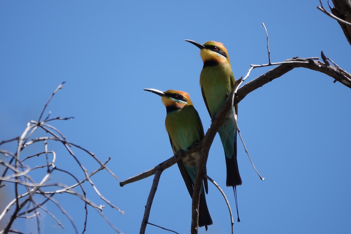 regnbuebieter - ML644574221