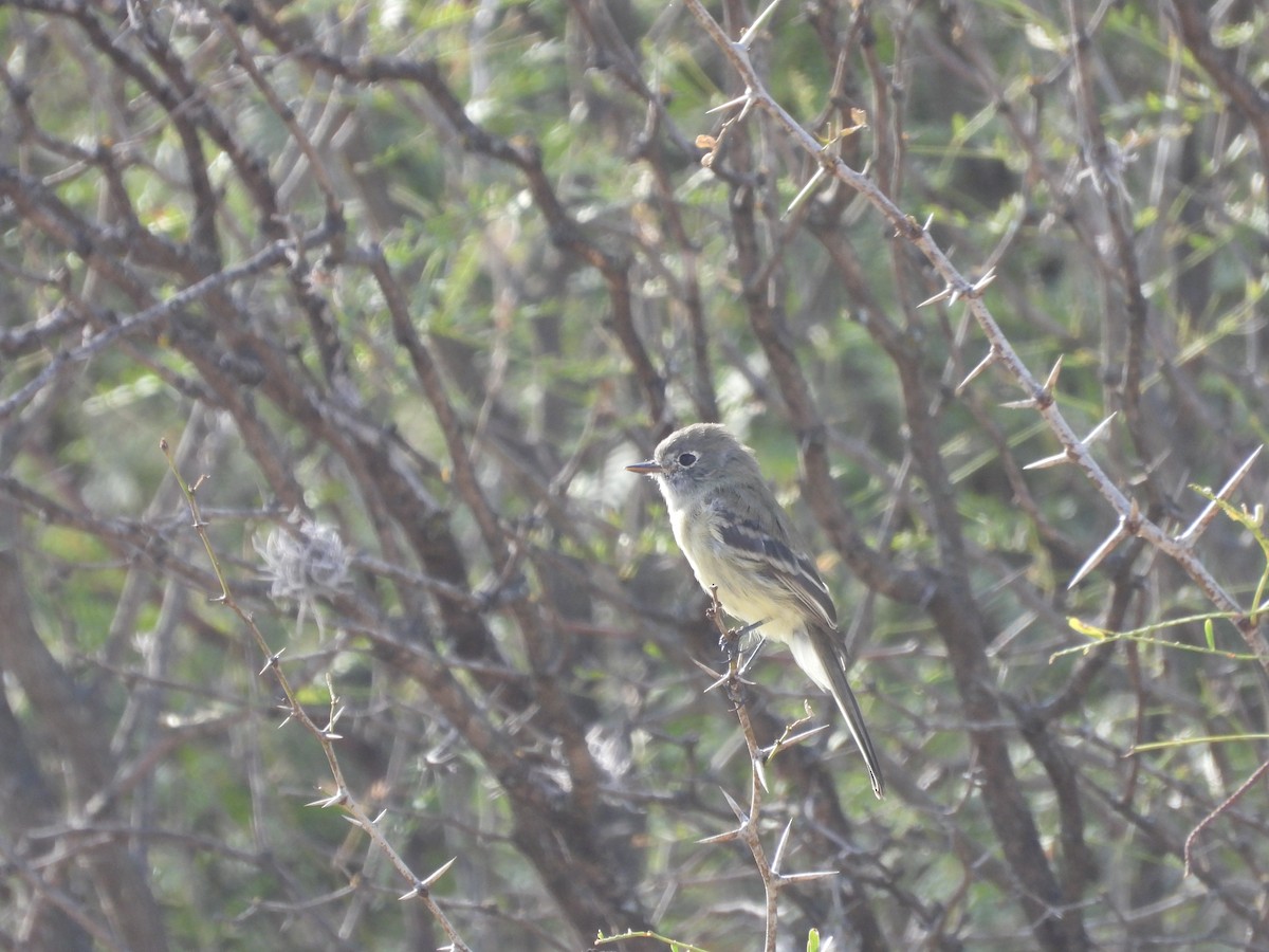 krattempid - ML644574222