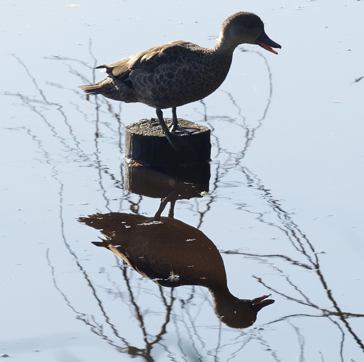 nomadeand - ML644574223