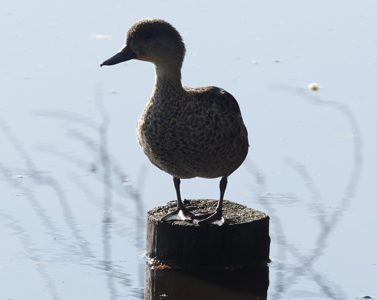 nomadeand - ML644574224