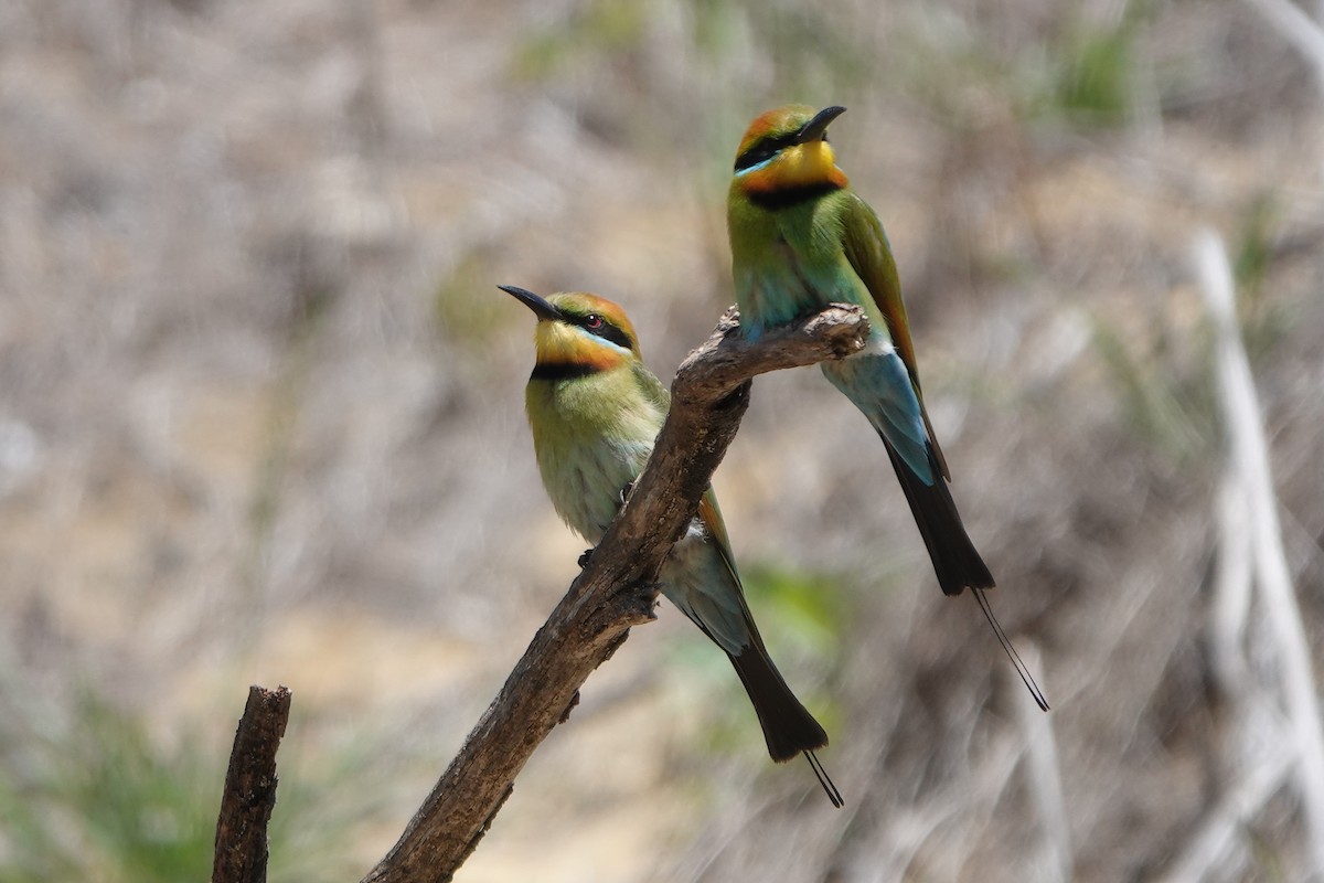 regnbuebieter - ML644574225