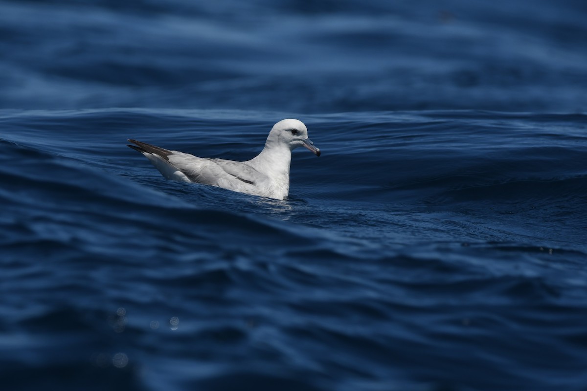 Southern Fulmar - ML644574227