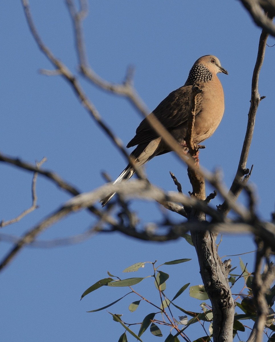 perlekragedue - ML644574228