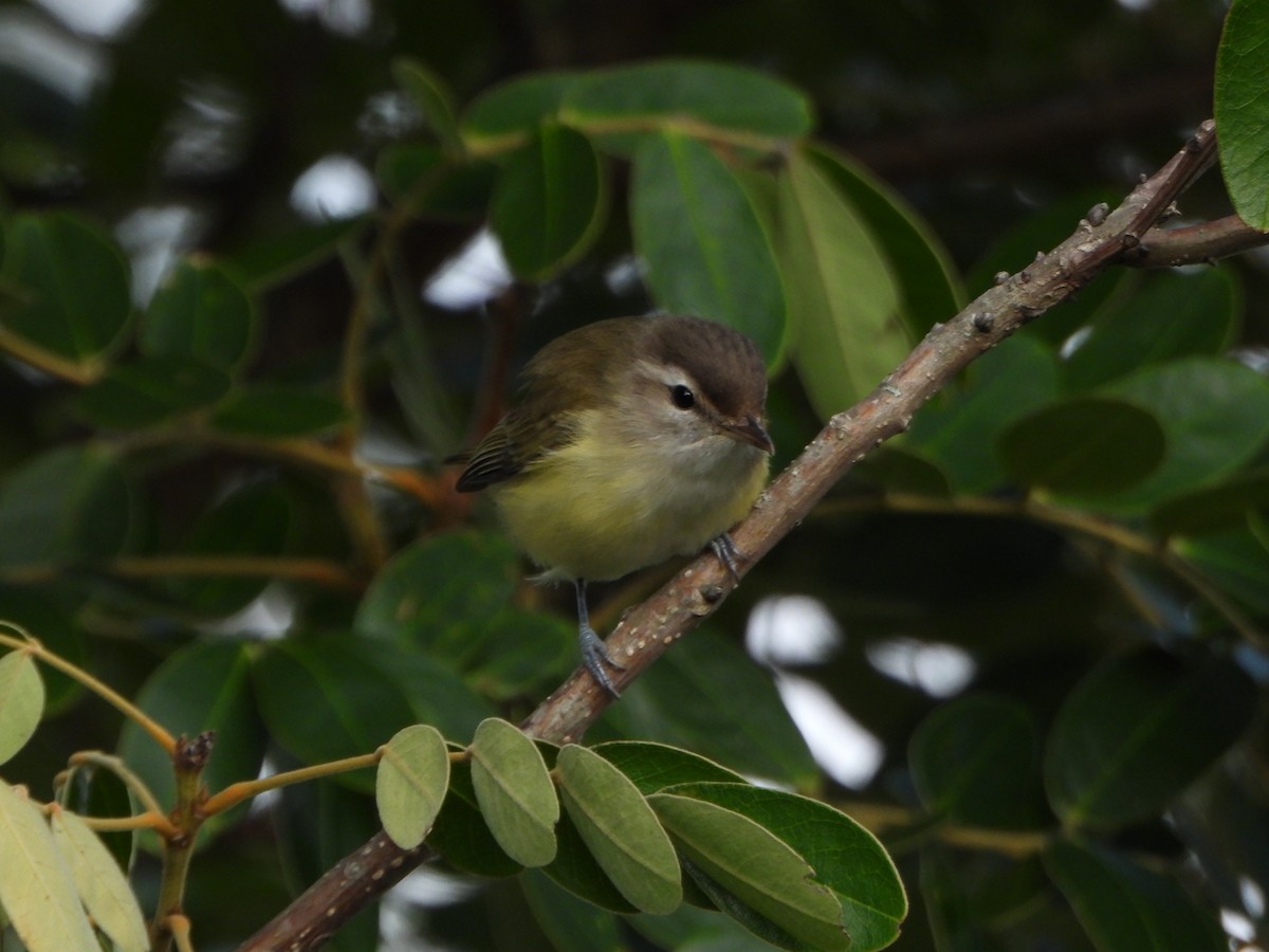 Brown-capped Vireo - ML644574230