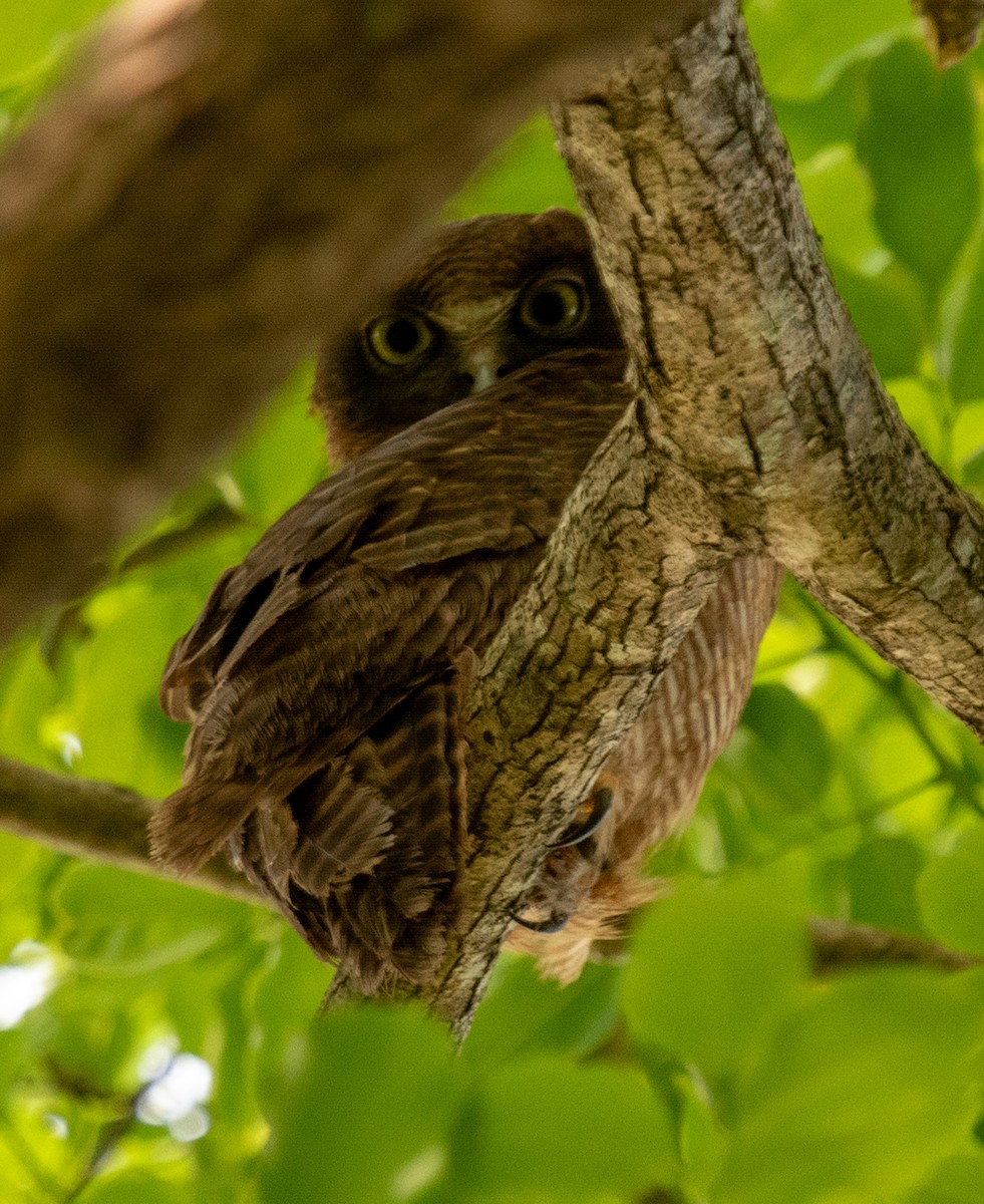 sahulugle - ML644574231