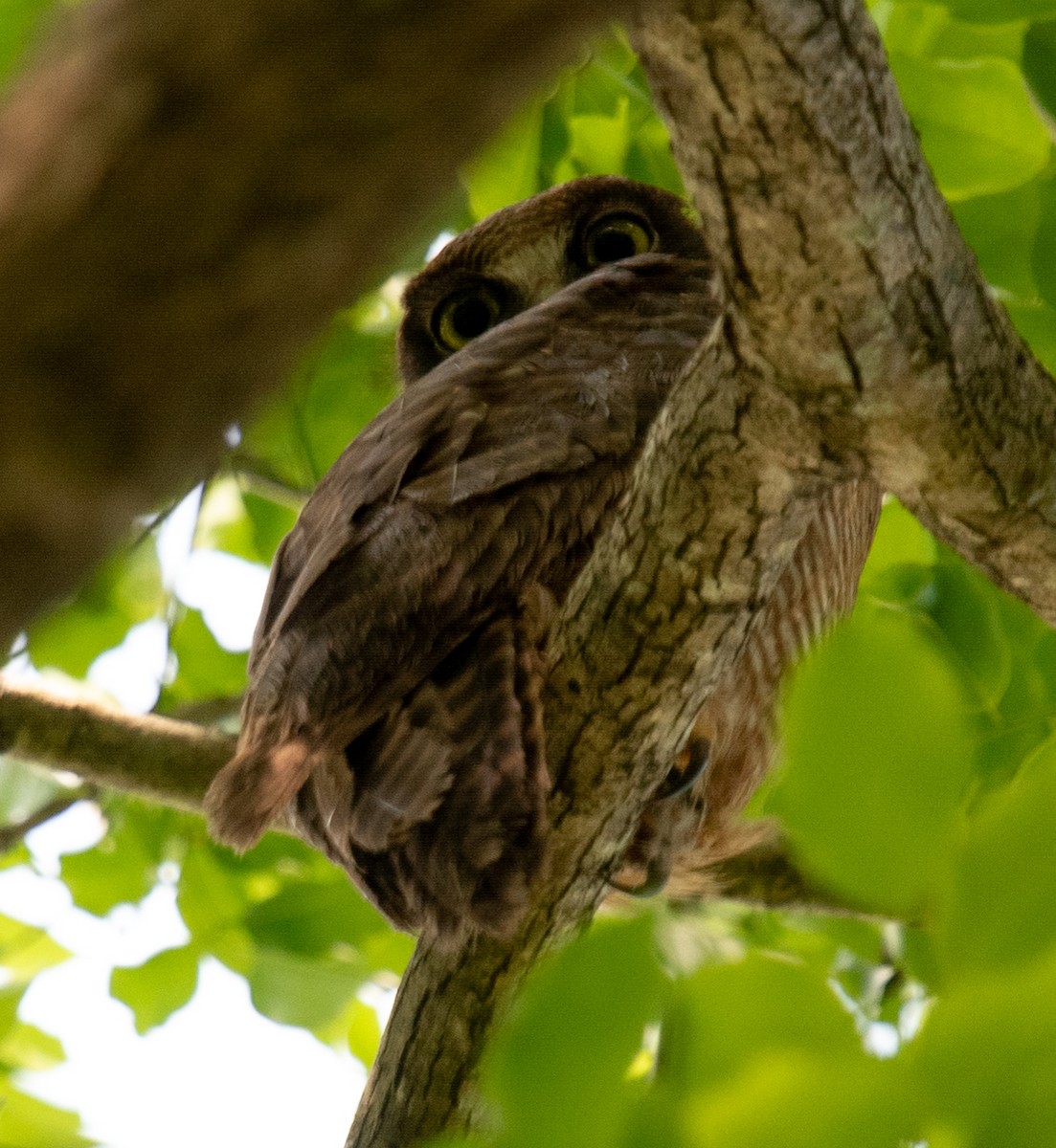 sahulugle - ML644574232