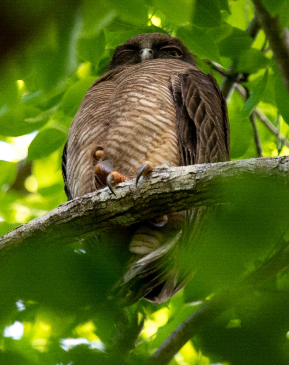 sahulugle - ML644574234