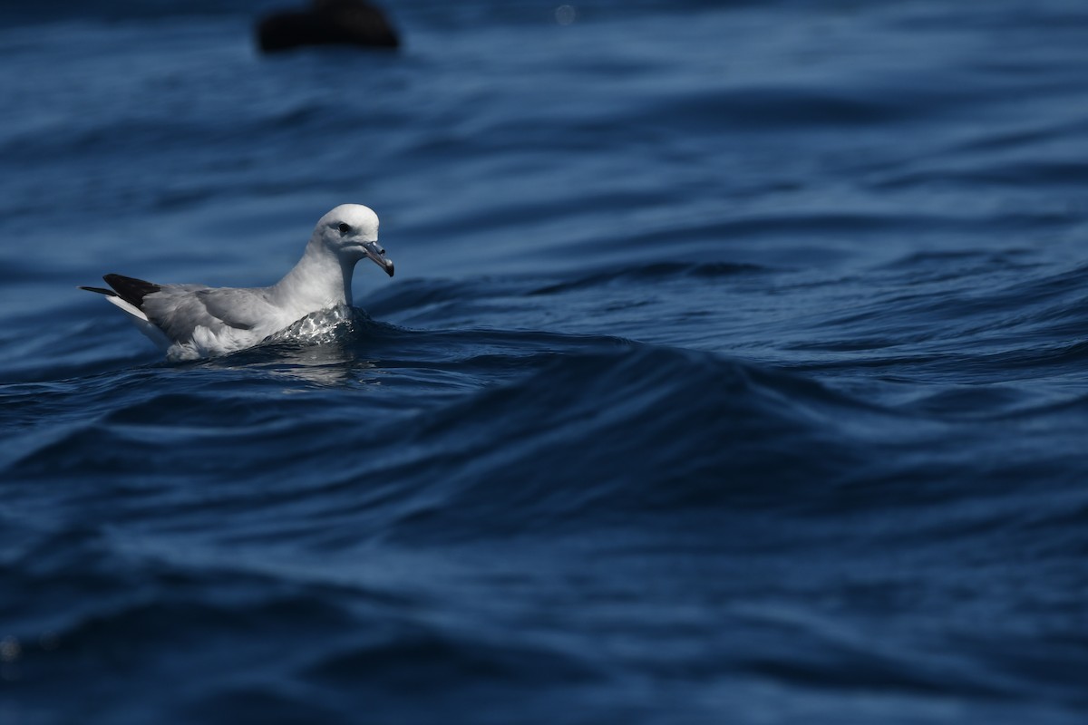 Southern Fulmar - ML644574243