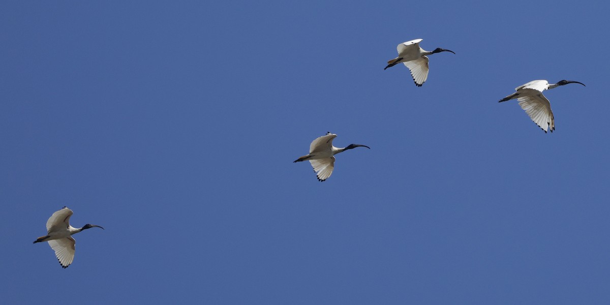 Australian Ibis - ML644574244