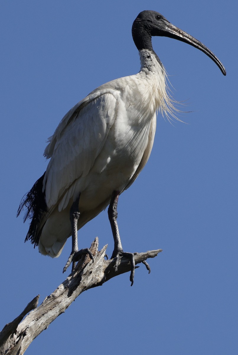Australian Ibis - ML644574245