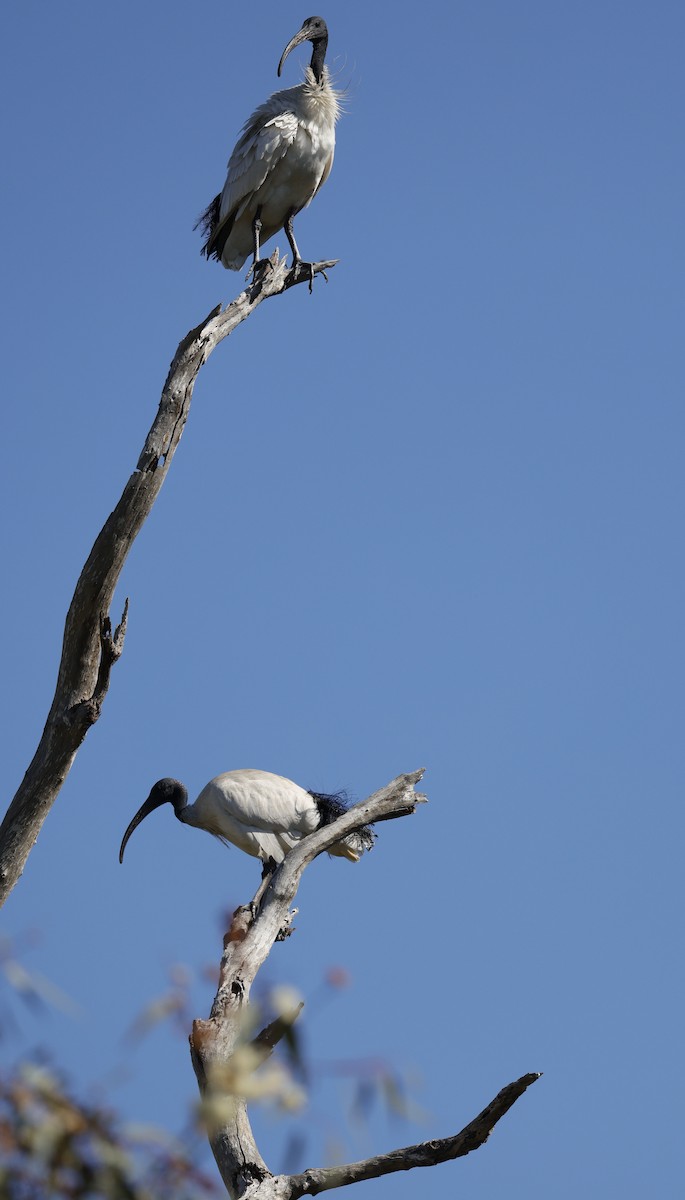 Australian Ibis - ML644574246