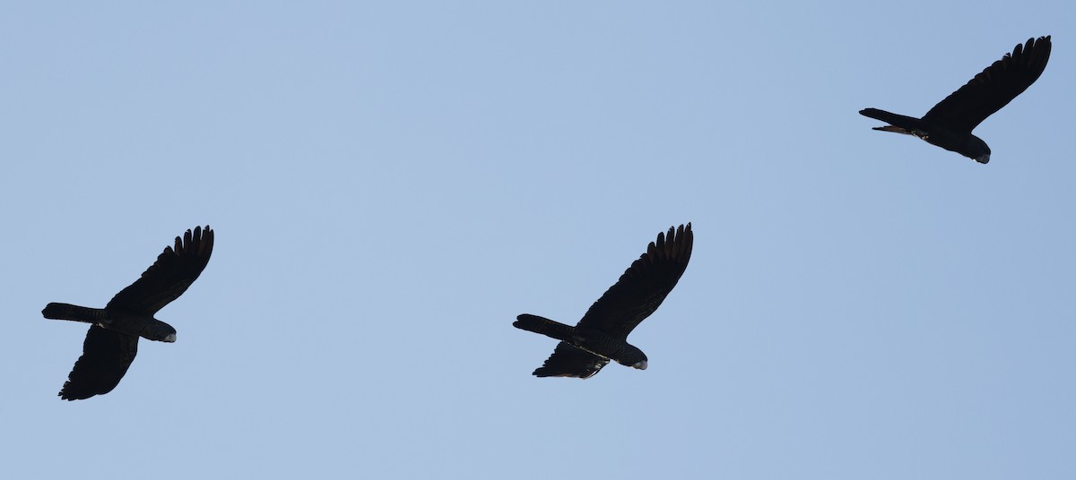 Cacatoès banksien - ML644574254