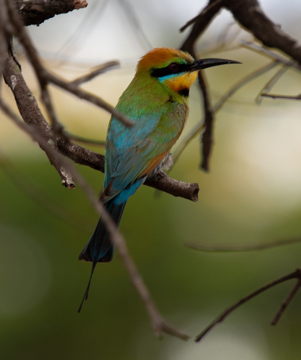 Rainbow Bee-eater - ML644574255