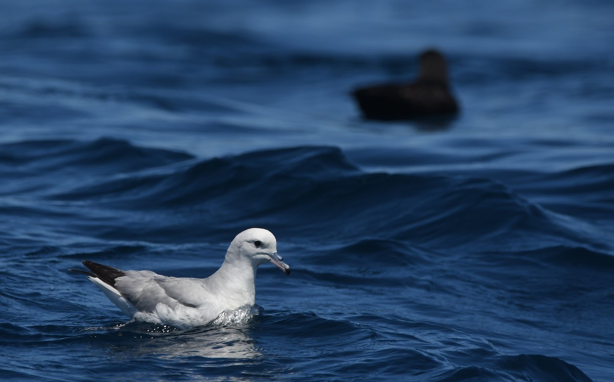 Southern Fulmar - ML644574259