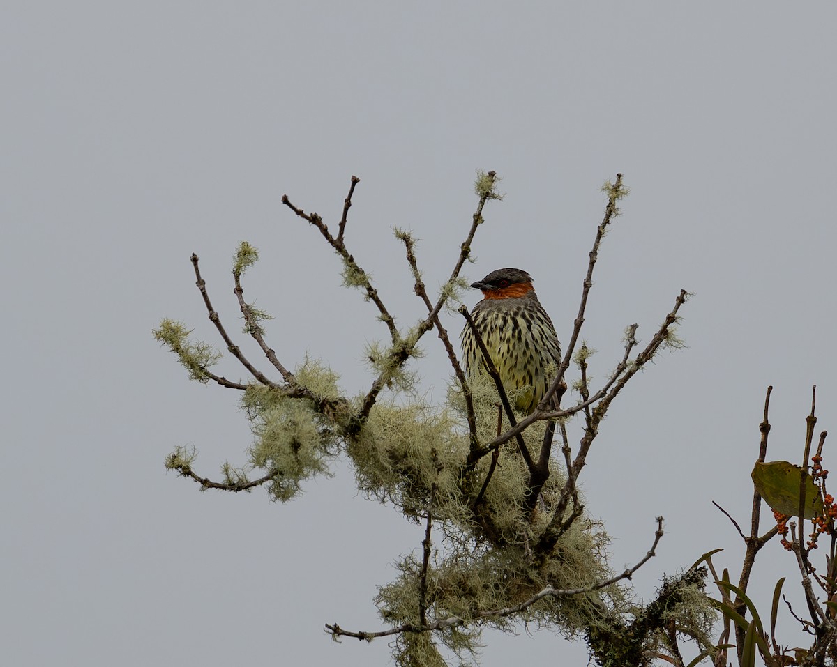 カンムリカザリドリ - ML644574265
