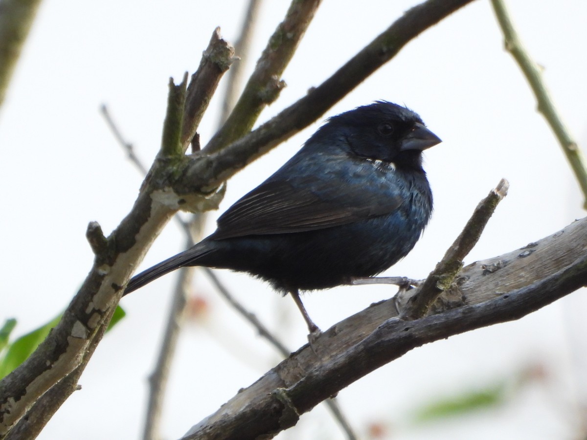 Blue-black Grassquit - ML644574268