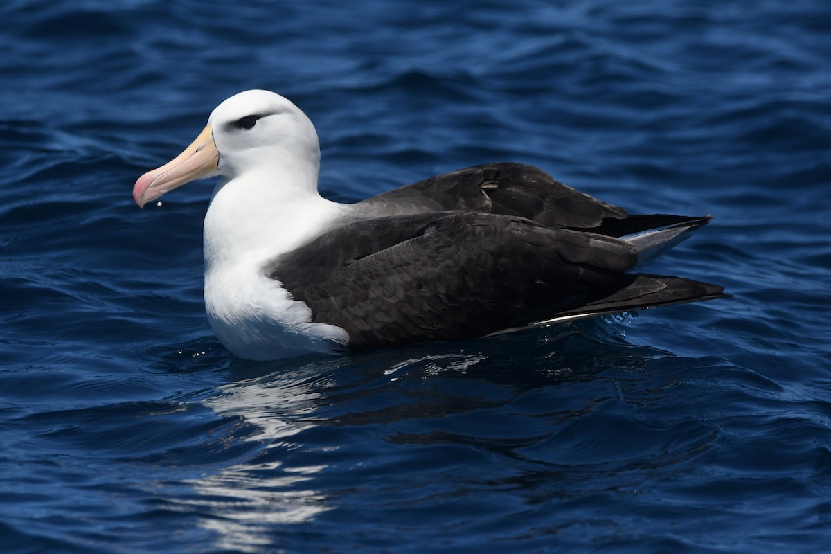 Black-browed Albatross (Black-browed) - ML644574269