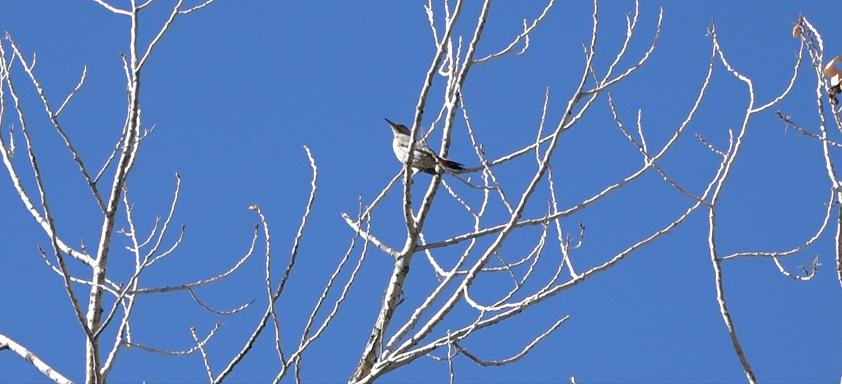 Northern Flicker - ML644574275
