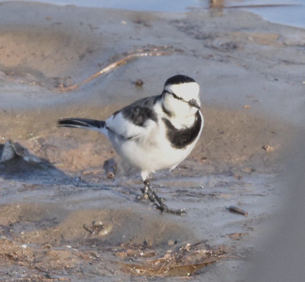 Bergeronnette grise - ML644574276