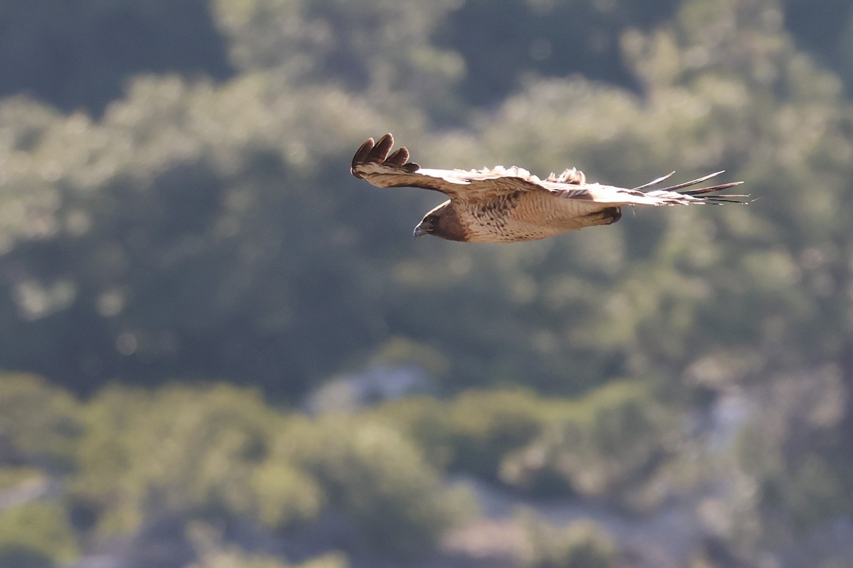 Канюк неоарктичний - ML644574277