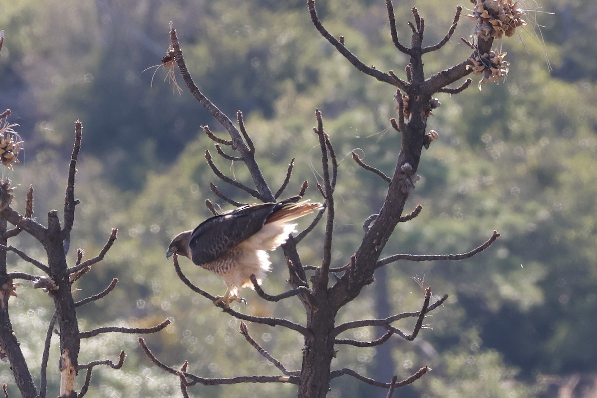 Канюк неоарктичний - ML644574278