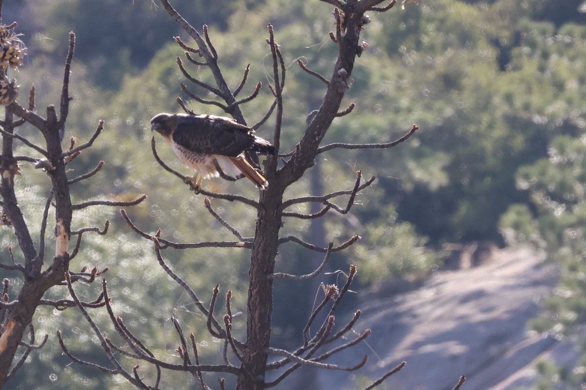 Канюк неоарктичний - ML644574279