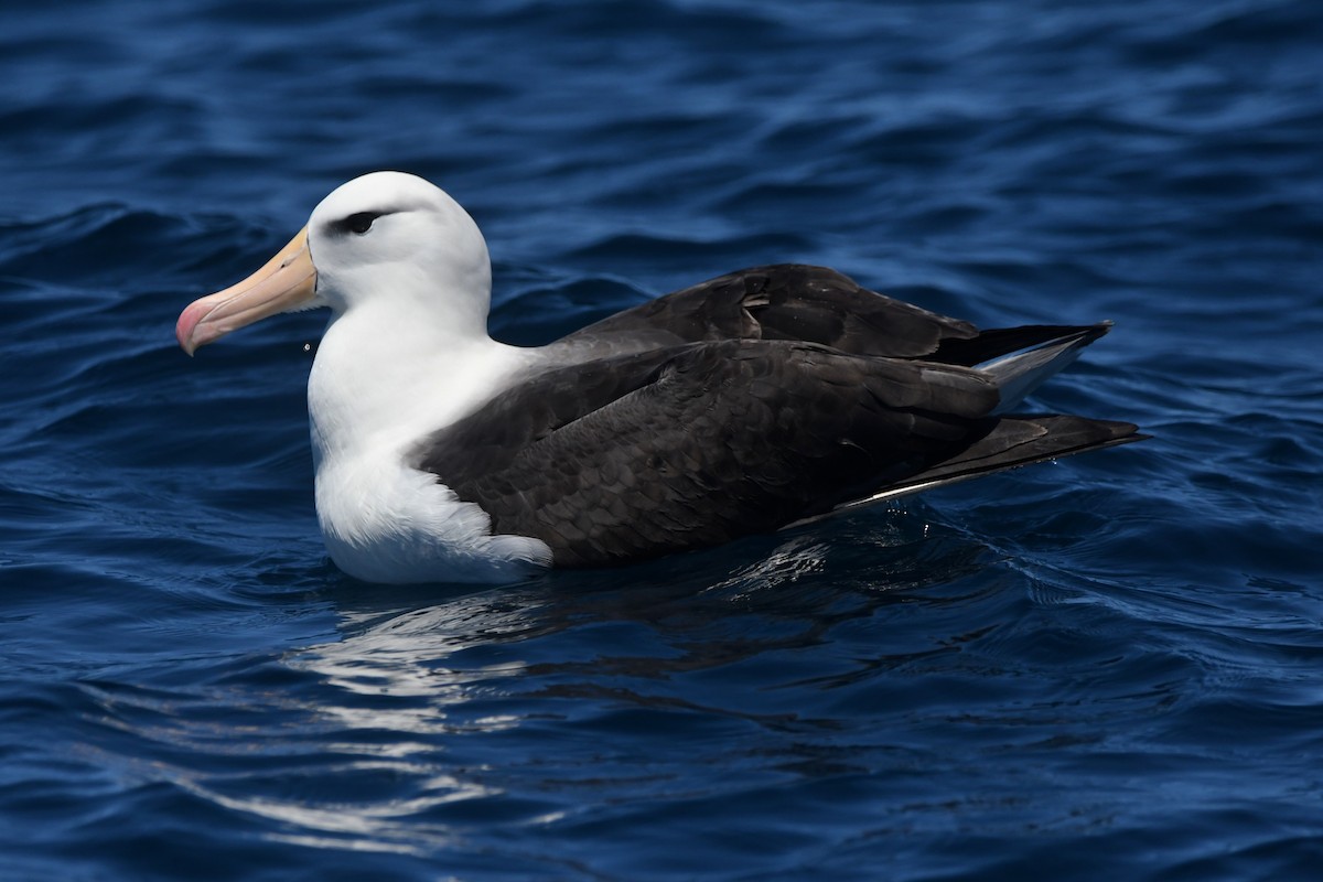 Black-browed Albatross (Black-browed) - ML644574282