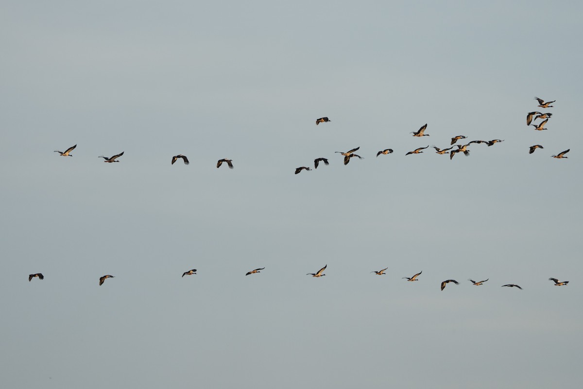 Magpie Goose - ML644574289