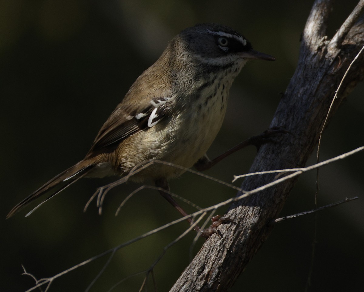 Benekli Serikornis - ML644574291