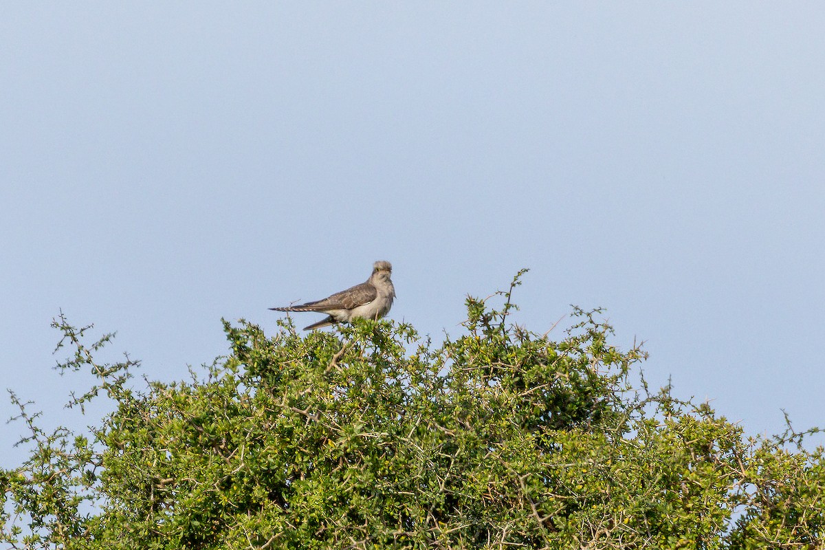 Бледная кукушка - ML644574294