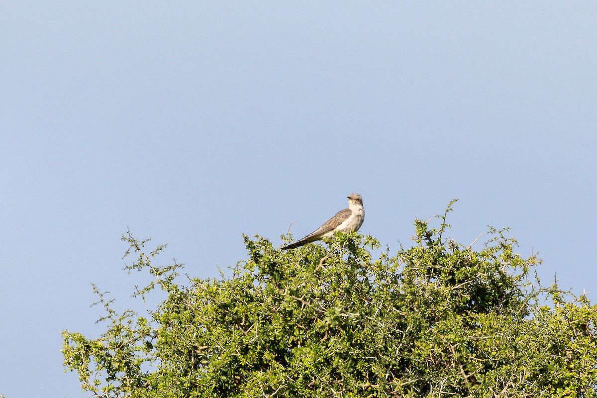 Бледная кукушка - ML644574295