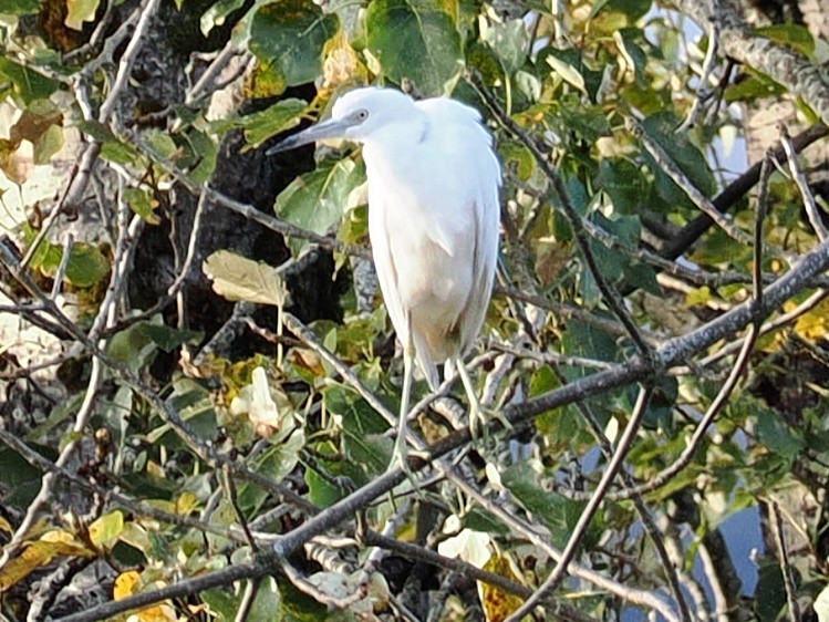 Blaureiher - ML644574298