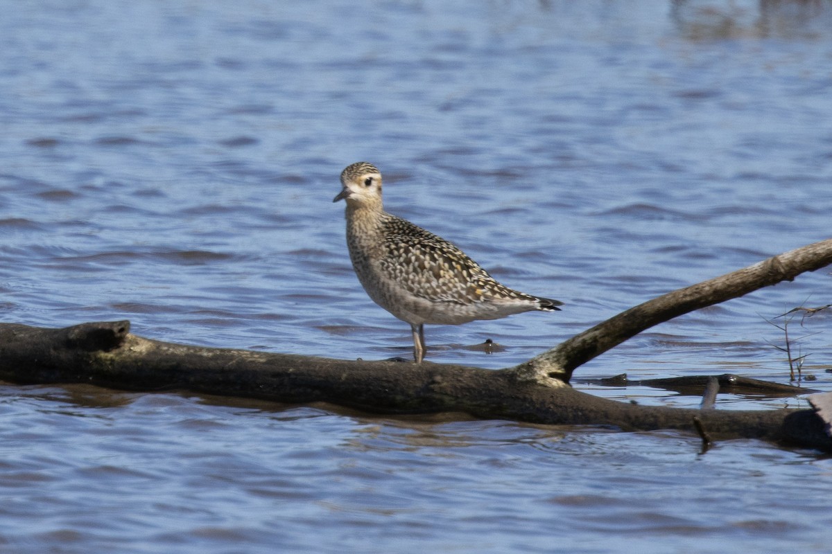 Pluvier fauve - ML644574304