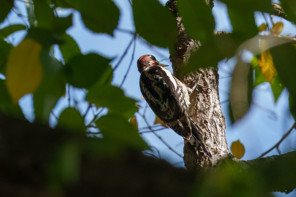 Red-naped x Red-breasted Sapsucker (hybrid) - ML644574308
